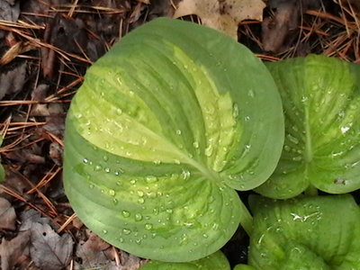 Rosedale Shady Lady - April 20, 2012