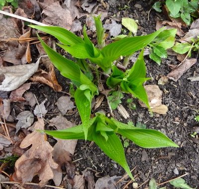 aequinoctiiantha - March 21, 2012