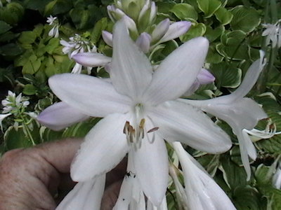 Fragrant Dream - August 16, 2011