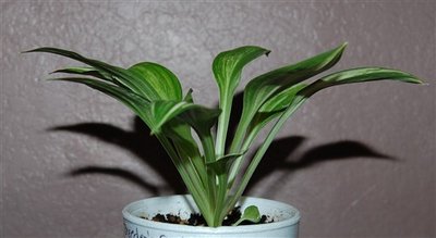 Breeder's Choice seedling.jpg