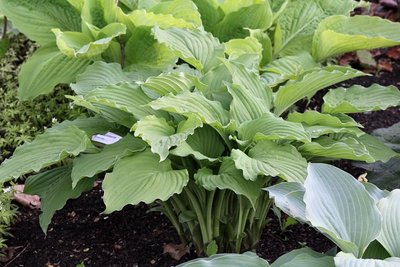 Hosta 'Elisabeth'.JPG