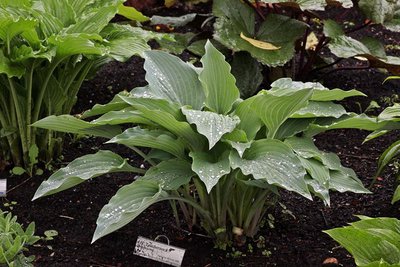 Hosta 'Leatherneck'.JPG