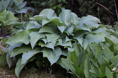 Hosta 'Blue Haired Lady'.JPG