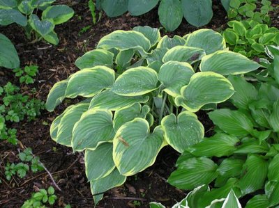 Hosta 014 (Small).JPG