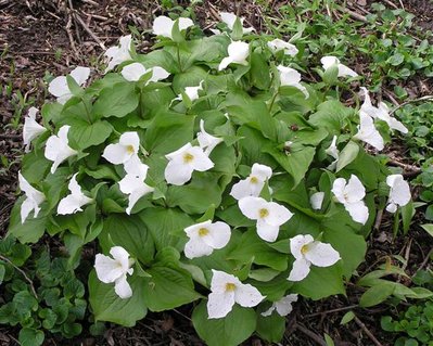 Trillium grandiflorum 001 (Small).JPG