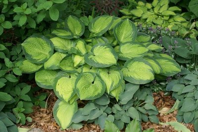 Hosta 'Paradigm' (02)-002.JPG