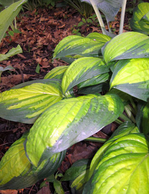 Hosta-Eye-Never-leaf.jpg