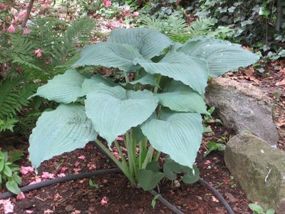 Copy of Hosta Queen of the Seas 2013-0609-01.JPG