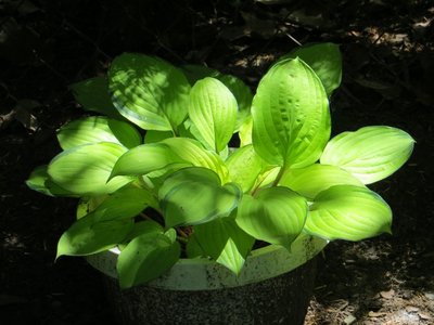 Copy of Hosta Paradise Island 2013-0604.JPG