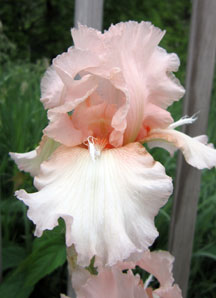 What is this pink Iris with white horns?