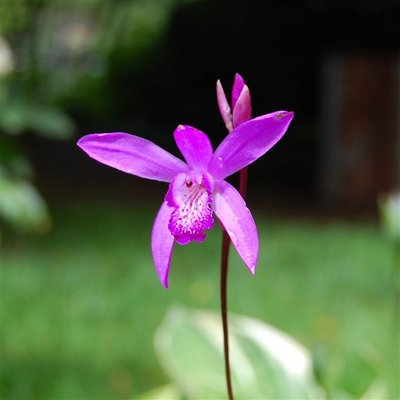 Hardy Orchid.jpg