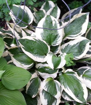 unknown hosta 2