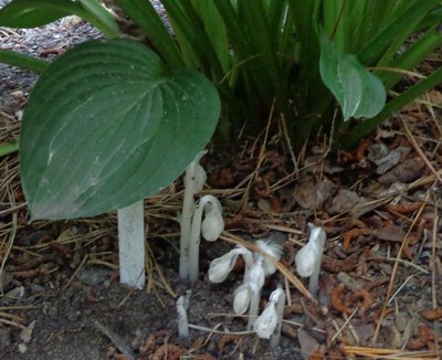 Indian Pipes - July 12, 2013
