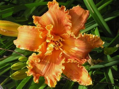 S-31-J-R (Spacecoast Starburst x Garden Symphony) (Small).JPG