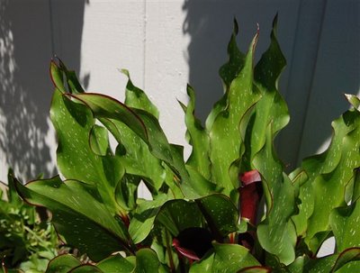 Red edged Calla Lily_0001.jpg