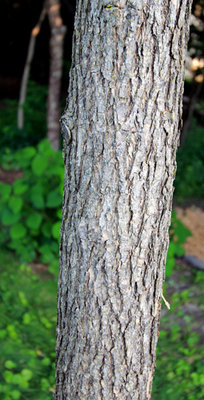 Mystery tree bark