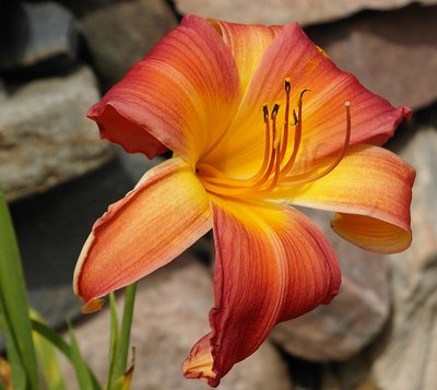 san souci daylily '13.jpg