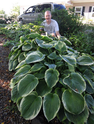 Hosta-His-Honor-clump.jpg