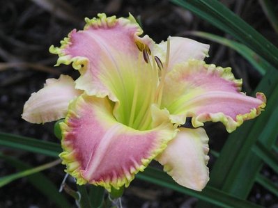 C-51-a (Ruffled Strawberry Parfait X Fantastic Fringe) (8) (Small).JPG