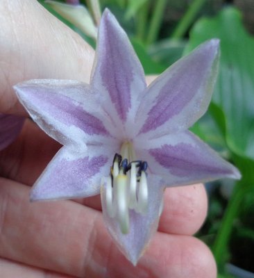 longipes latifolia - September 1, 2013