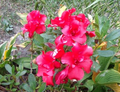 Encore Azalea Autumn Embers - September 8, 2013