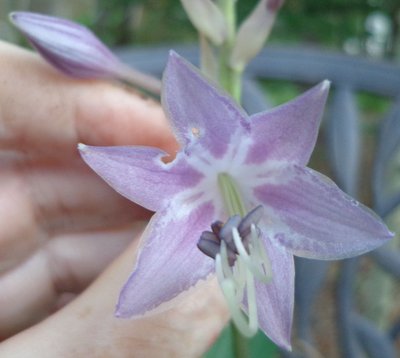 longipes hypoglauca - September 8, 2013