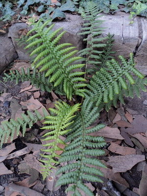 fern I..jpg