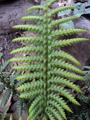 fern II..jpg