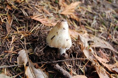 Toadstools_0003.jpg