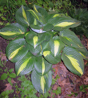 Hosta-Ann-Kulpa.jpg