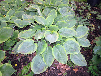 Hosta-Key-Lime-Pie-big.jpg