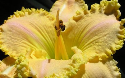 P-16-B {S-414 Annette's Magic x Wonder Of It All) X Lemon Fringed Pastel} (34) (Small).JPG