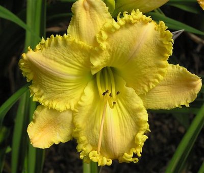 P-16-B {S-414 Annette's Magic x Wonder Of It All) X Lemon Fringed Pastel} (3) (Small).JPG