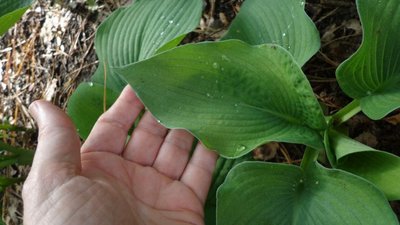 seedlings - May 13, 2014