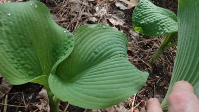 seedlings - May 13, 2014