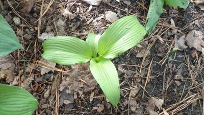 seedlings - May 13, 2014