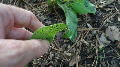 seedlings - May 13, 2014