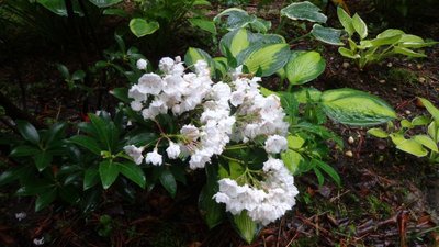 Mountain Laurel - June 5, 2014