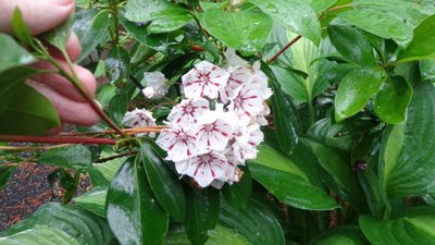 Mountain Laurel - June 5, 2014