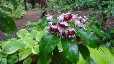 Mountain Laurel - June 5, 2014