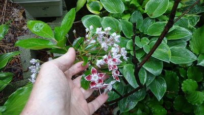 Mountain Laurel - June 5, 2014