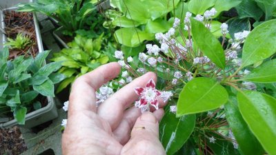 Mountain Laurel - June 5, 2014