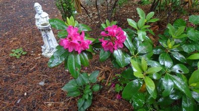 red Rhododendron - June 5, 2014