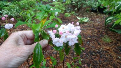 Mountain Laurel - June 5, 2014