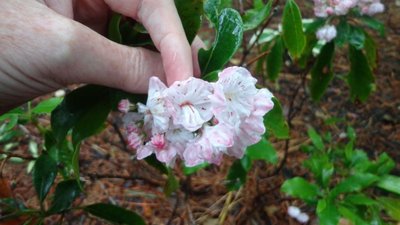 Mountain Laurel - June 5, 2014