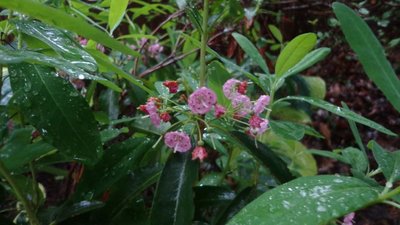 Bog Laurel - June 5, 2014