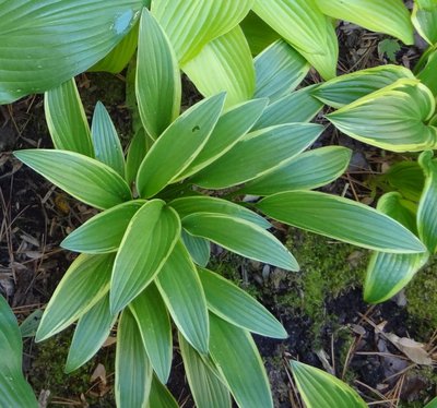 rectifolia Chionea - April 29, 2012