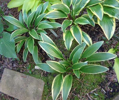 rectifolia Chionea and Rohdeifolia - May 13, 2012