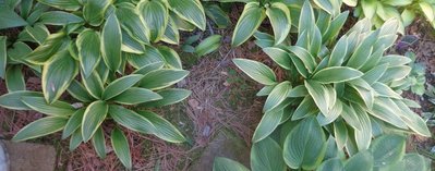 Rohdeleifolia and rectifolia Nakai - May 17, 2013