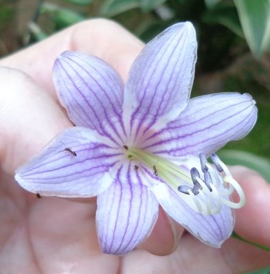 rectifolia Nakai - August 12, 2013